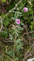 Althaea cannabina